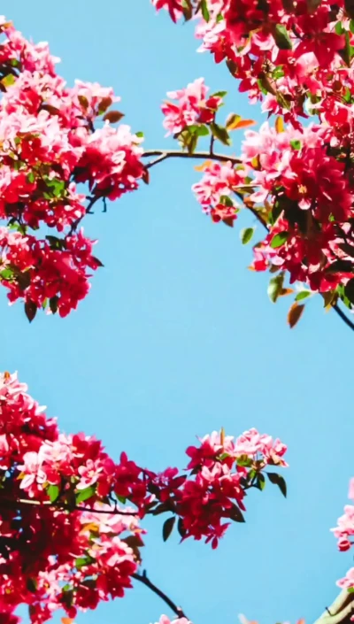 ای بانوی اصیله یا زینب