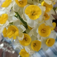 حسن حاجی زاده