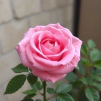 یازهرا